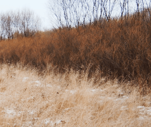 Мастер-класс по плетению из лозы