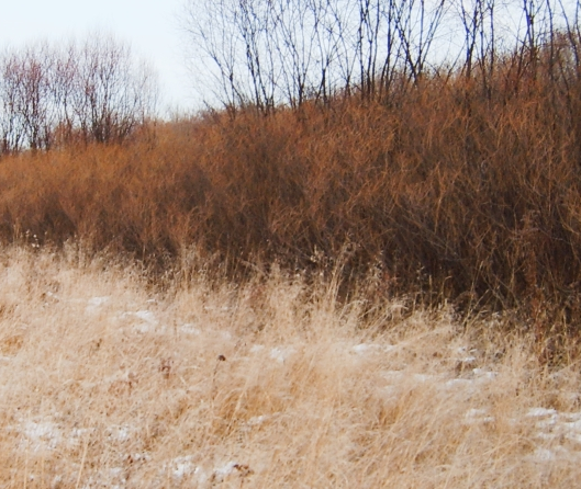 Мастер-класс по плетению из лозы