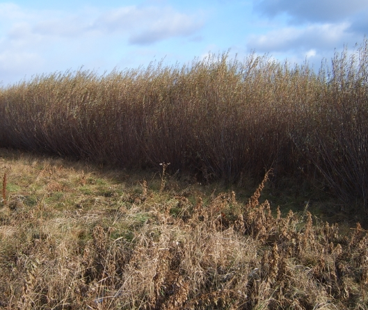 11_mp01_1.png_product